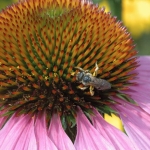 DSC_5311 wasp on coneflower DSC_5311 wasp on coneflower